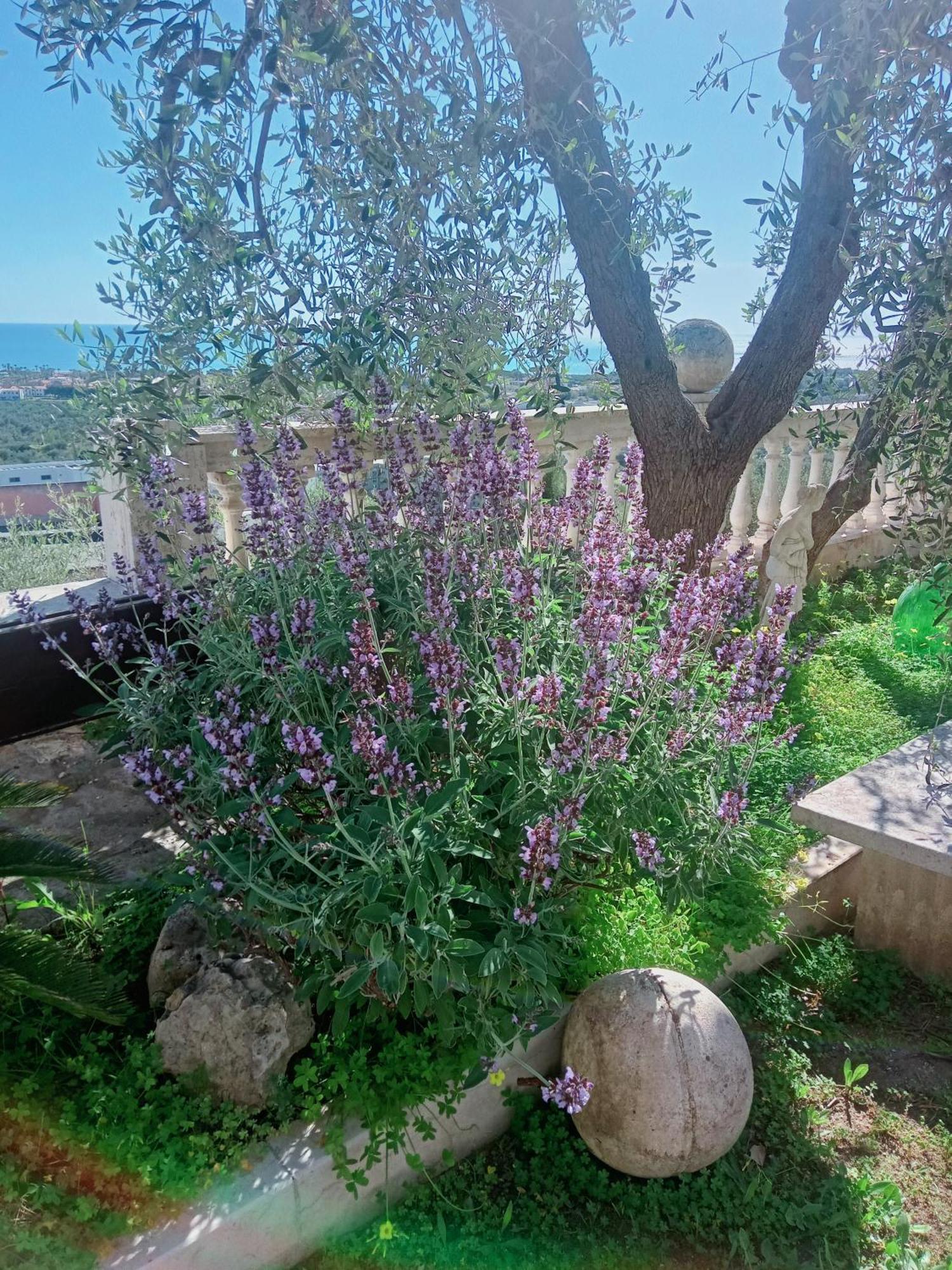 Aparthotel Residenza Collina Dei Pini Vieste Zewnętrze zdjęcie